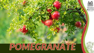 POMEGRANATE Information Description amp More Punica granatum [upl. by Orsa]