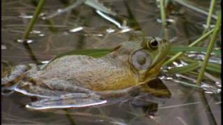 Bullfrog  National Park Animals for Kids [upl. by Karleen]