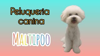 Peluqueria canina maltipoo [upl. by Fulviah]