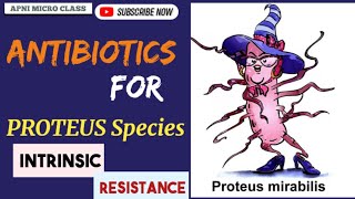 Drugs for PROTEUS Species  Intrinsic resistance  Treatment of UTI [upl. by Rior123]