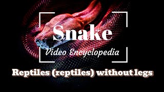 Snake  Reptiles reptiles without legs Video Encyclopedia [upl. by Folsom536]