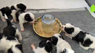 Havanese Puppies Have Their First Mash Meal [upl. by Gnuj]