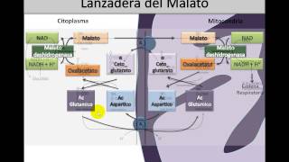 Óxido Reducción 3 ⚡️ Lanzadera de Malato y Piruvato Deshidrogenasa [upl. by Ardella]