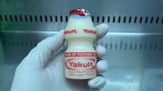 Yakult under the microscope [upl. by Nnaed]