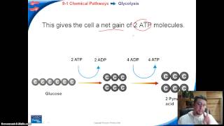 Cellular Respiration  3 parts [upl. by Eerok760]