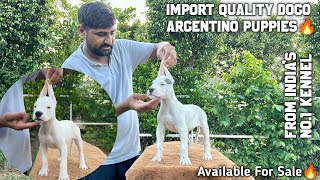 Import Quality Dogo Argentino Puppies Available For Sale🔥  Dogo Argentino Puppy For Sale [upl. by Dex49]