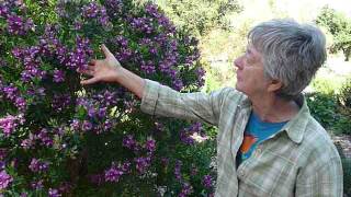 Polygala myrtifolia Summer bush at San Luis Obispo Botanical Garden [upl. by Gottuard94]