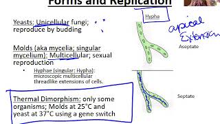 Introduction to Fungi [upl. by Eessej]