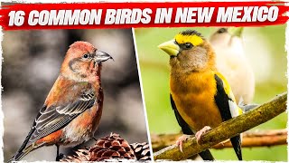 16 Common Birds in New Mexico with Pictures [upl. by Landre]