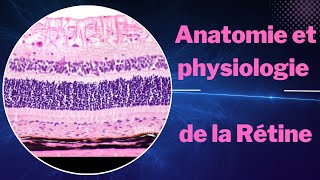 Les Secrets de lAnatomie et Physiologie de la Rétine [upl. by Woodie]