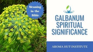 The History And Significance Of Galbanum Essential Oil In The Holy Incense [upl. by Paver855]