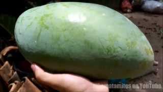 Mango Gigante  Giant Mangifera indica 🌳 [upl. by Oinafipe]