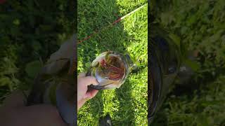 Lunker Bass On A Culprit Worm lunkerhunt [upl. by Ynnek]