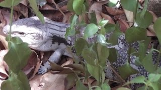 Eastern Bluetongue Lizard Tiliqua scincoides scincoides [upl. by Rida]