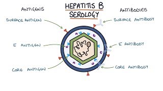 Understanding Hepatitis B Serology Results [upl. by Nibot]