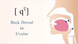 qˁ  unvoiced unaspirated pharyngealized dorsal uvular stop [upl. by Notneiuq711]