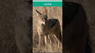 Jackal voice  Geedar ke Geedar bhapki animalsounds animal geedar jackal [upl. by Leavelle]