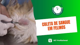 Clínica de pequenos Coleta de sangue de felinos [upl. by Luapsemaj]