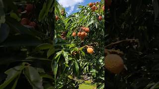 Delicious Lychees 🫠✌️♥️👍florida lychee nature eating khmer tropicalfruit food tropicalfruit [upl. by Quint]