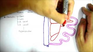 Superior Mesenteric Artery [upl. by Errecart]