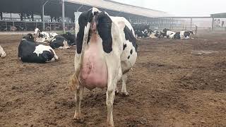 Huge Udder Cow at Dairy Farm [upl. by Alathia]