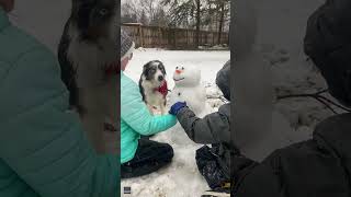 Excited Dog Fights Urge to Steal Snowman’s Nose [upl. by Nuzzi]