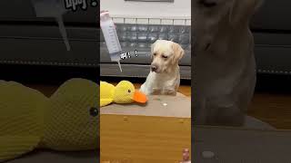 dog labrador funny puppy doglover youtube viralvideo trend hindidubbed tre [upl. by Ynnam897]