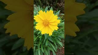 Coreopsis basalisGoldenmane tickseed [upl. by Andre]