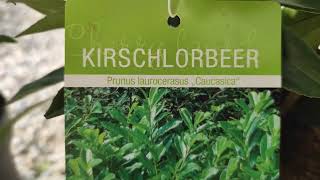 Neue Hecke Kirschlorbeer Pflanzen Sichtschutz DIY [upl. by Virge]