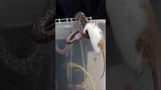 Small Snake vs Bigger Rat  Warning Small Boa Live Feeding [upl. by Ahsatam]