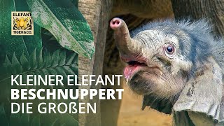 Der kleine Elefant beschnuppert die Großen [upl. by Lilac]