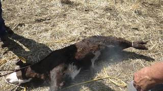 Cattle branding in Montana [upl. by Yrkcaz]