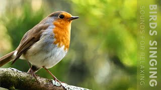 Birds Singing  11 Hour Bird Sounds Relaxation Soothing Nature Sounds Birds Chirping [upl. by Kathryne878]