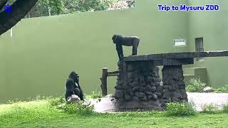 Trip to Mysuru ZOO  With Children [upl. by Reaht]