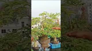 Tamarind Bonsai Learning bonsai gardening BonsaiArtisan Muradlivingart [upl. by Edmanda389]