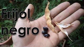 🌚 FRÍJOL negro o CARAOTAS negras en casa  GIO fergó [upl. by Holden]