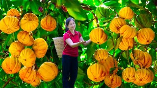 Harvesting Garcinia Cowa amp Goes To Market Sell  Gardening And Cooking  Lý Tiểu Vân [upl. by Ryle756]