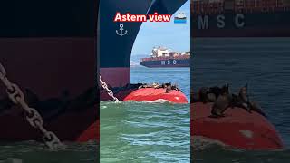 ASTERN VIEW DIFFERENT ANGLEMSC ENTRY 10THPASSEDOUT shorts shortsyoutube trending love [upl. by Litta]