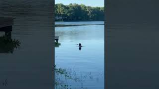 This guy interacts with a crocodile like its nothing 😱via jpcosmic [upl. by Harriet]