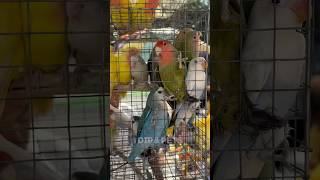 Galiff street bird market 🦜India biggest bird market birds pets galiffstreet birdslover shorts [upl. by Ennyletak207]