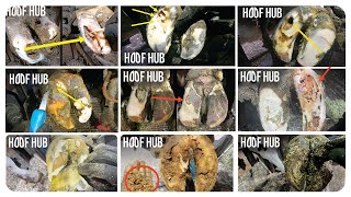 Hoof Trimming Compilation  Hoof Hub [upl. by Firooc]