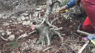 Collecting powerful carpinus orientalis yamadori  Ris Bobcat [upl. by Tudor]