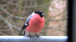 Gimpel Dompfaff auf dem Balkon  Bullfinch on the balcony [upl. by Magner796]