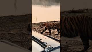 I have never seen a Tiger so close before in Ranthambore National park tiger wildlife animal [upl. by Semele]