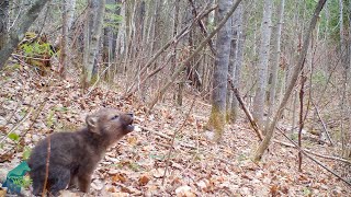 The first howls of a wolf pup in the Northwoods of Minnesota [upl. by Genni712]