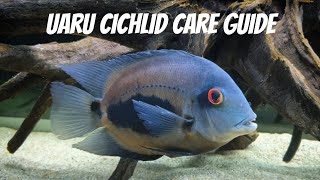 THE UARU CICHLID CARE GUIDE AND INFORMATION [upl. by Itin132]