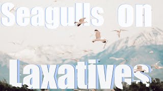 Seagulls on Laxatives  Have You Ever Seen So Many Seagulls [upl. by Wilson]