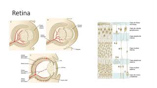 Embriología del ojo [upl. by Swarts]