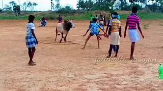 பழக்கு வடம்jallikattu training 2019 [upl. by Mikihisa]