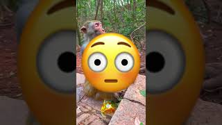 😱You wont believe why this monkey is doing yoga😱 [upl. by Sammie]